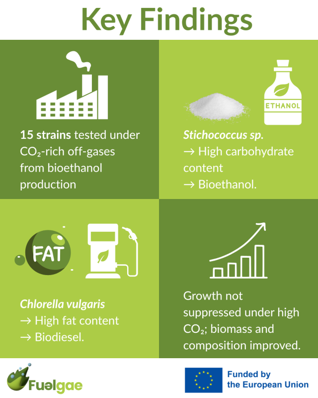 dark and light green square infographics summarising key findings of the microalgal strains study