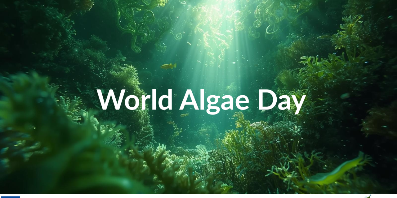🌍 Celebrating World Algae Day: Algae Are Everywhere!