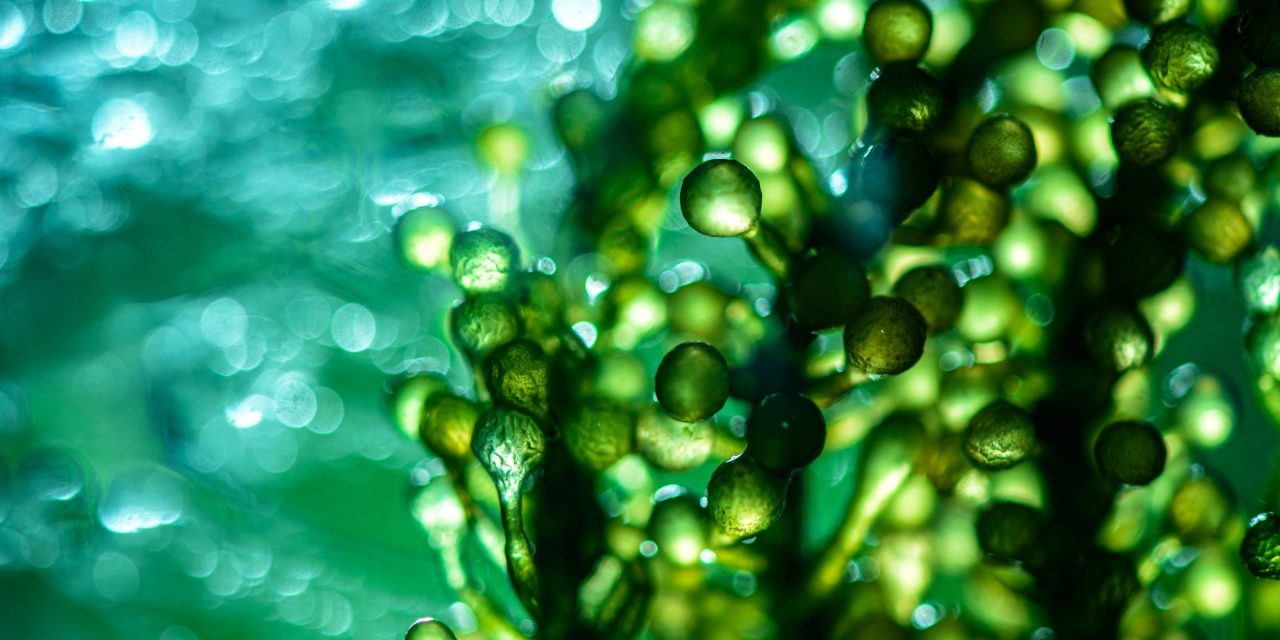 World Algae Day 2026: Algae in EU-funded projects